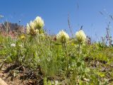 Trifolium trichocephalum