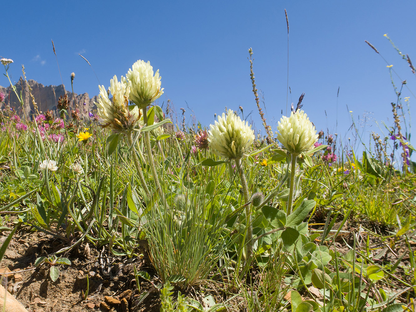 Image of Trifolium trichocephalum specimen.
