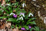 Galanthus woronowii. Цветущие растения в сообществе с Cyclamen coum. Краснодарский край, Сочи, Хостинский р-н, Агурское ущ., опушка широколиственного леса. 14.03.2025.