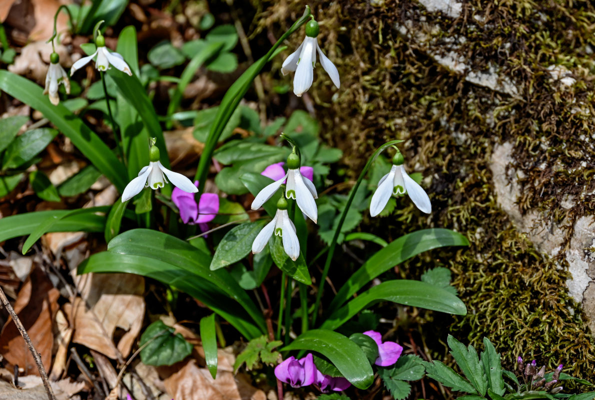 Image of Galanthus woronowii specimen.
