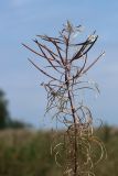 Chamaenerion angustifolium. Верхушка соплодия с засохшими бутонами, невскрывшимися и вскрывшимися плодами. Беларусь, Витебская обл., окр. пос. Езерище, суходольный луг. 27.08.2024.