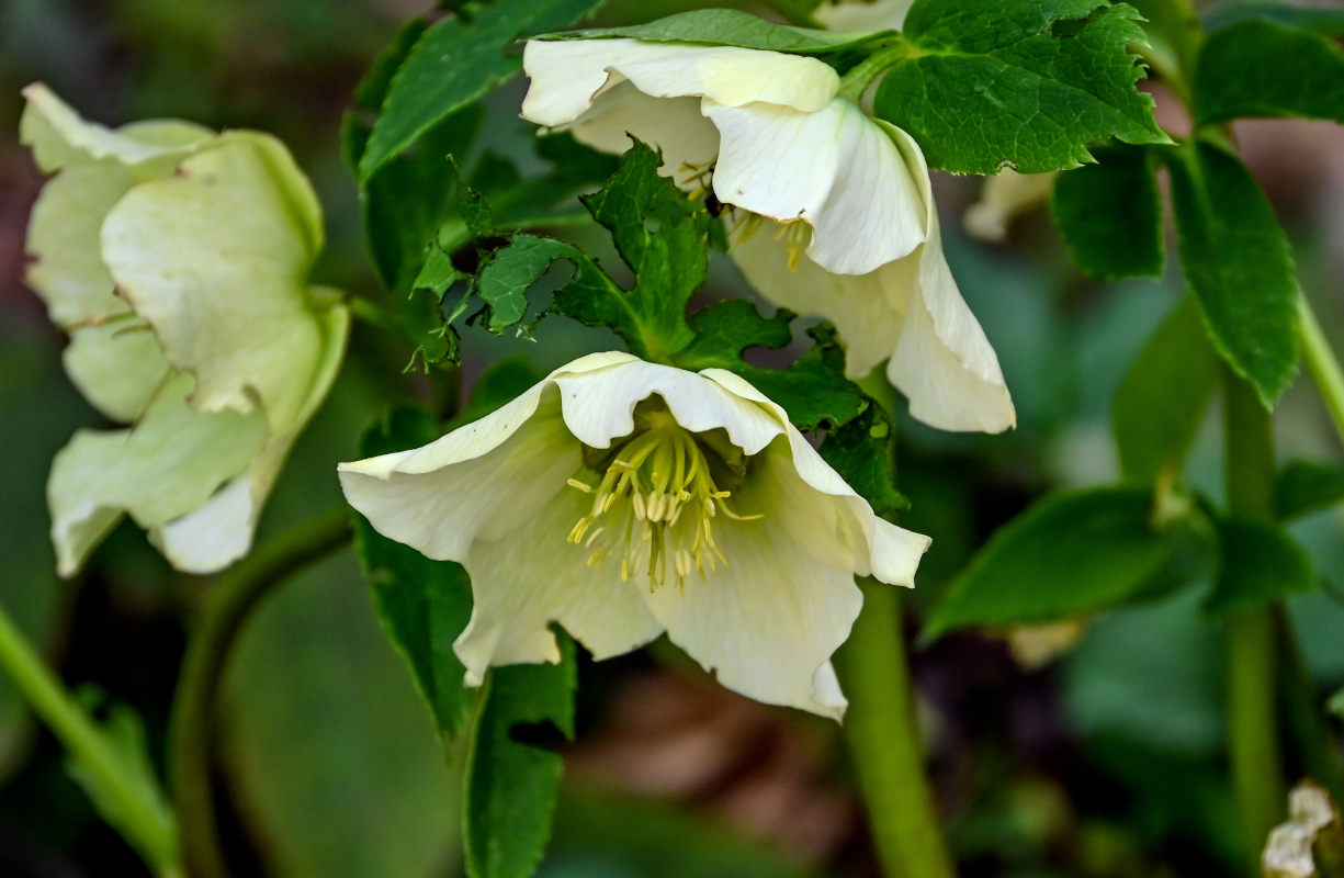 Image of Helleborus caucasicus specimen.
