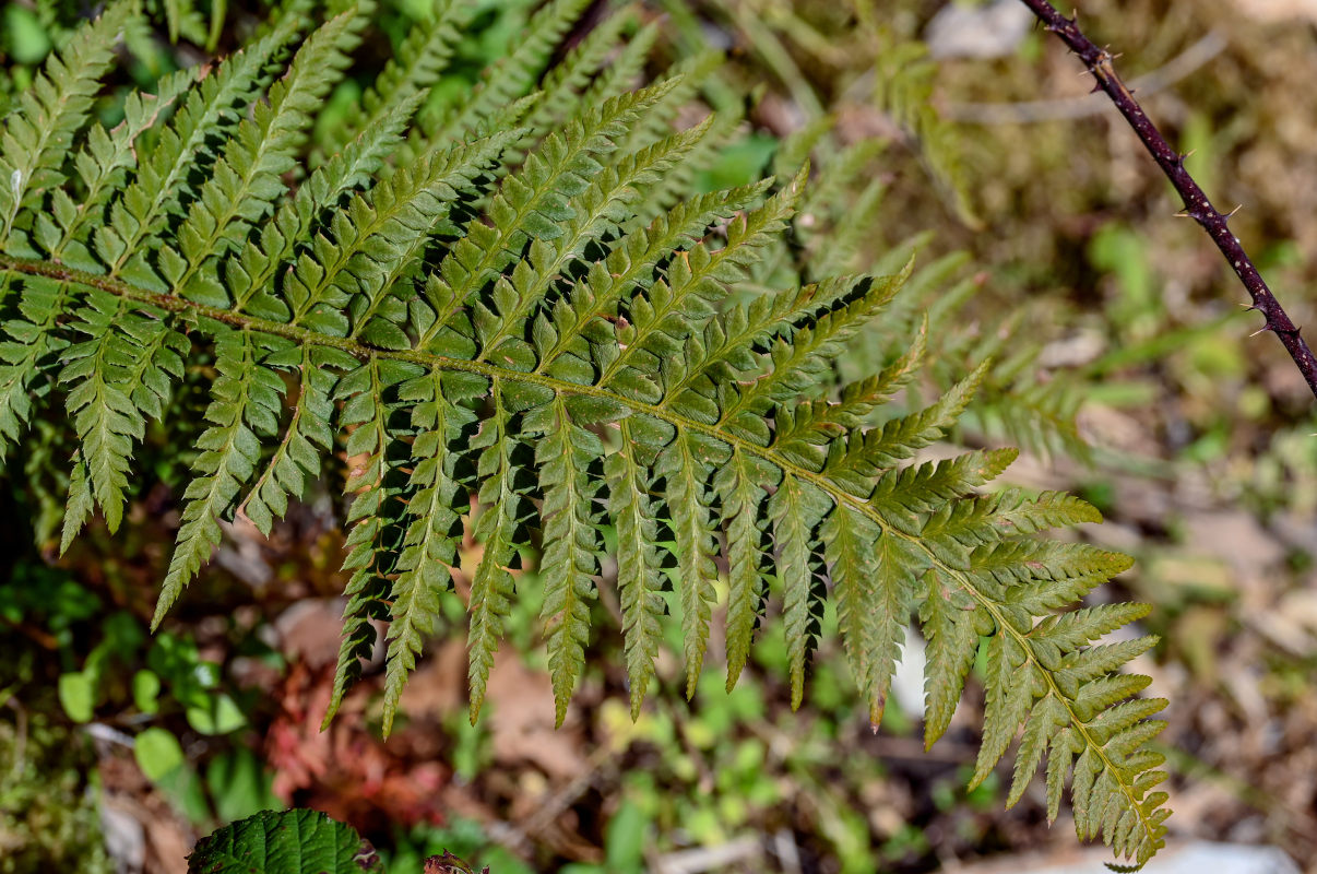 Image of Polystichum aculeatum specimen.