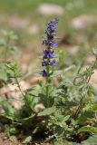 Ajuga genevensis