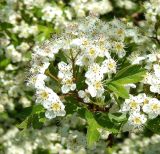 Crataegus monogyna