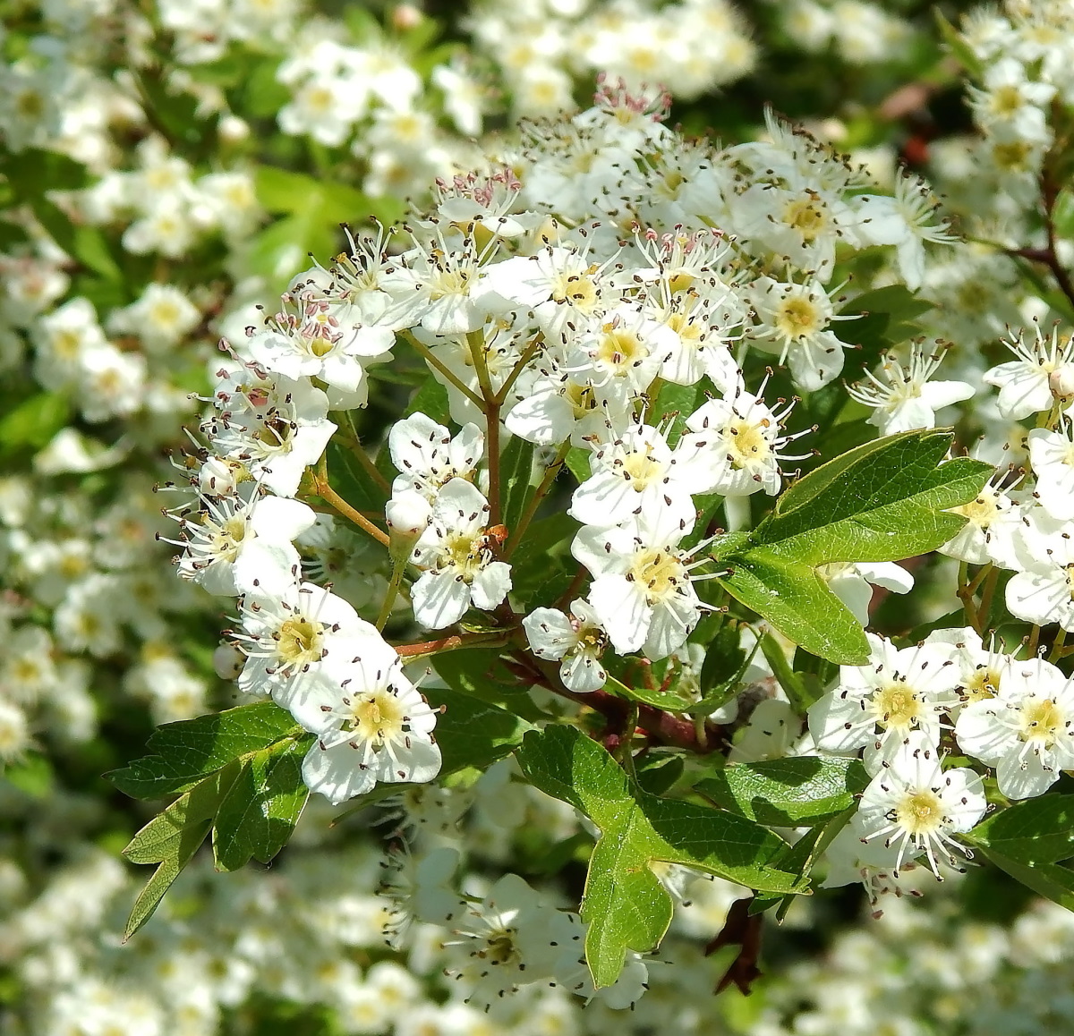 Image of Crataegus monogyna specimen.