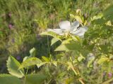 Rosa canina. Побег с цветком. Краснодарский край, Крымский р-н, окр. станицы Неберджаевская, дно заброшенного карьера, на обломках мергеля. 06.06.2025.