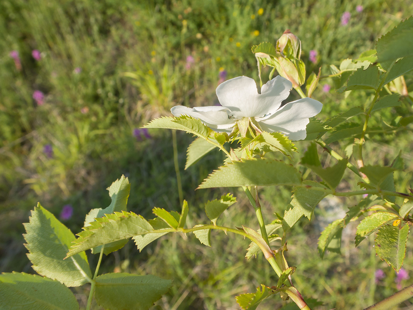 Изображение особи Rosa canina.