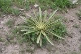 род Verbascum