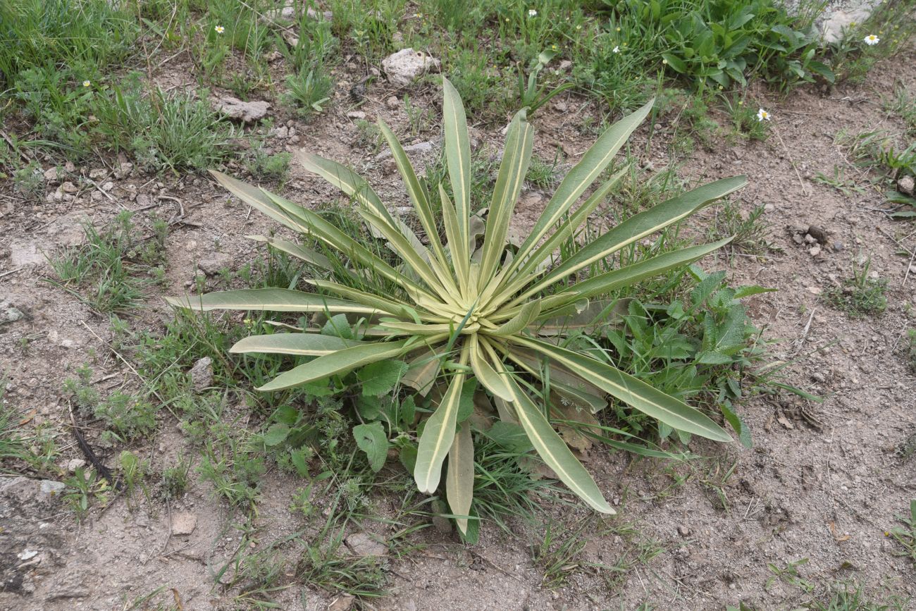 Image of genus Verbascum specimen.