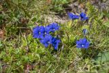 семейство Gentianaceae