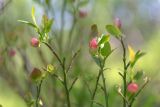 Vaccinium myrtillus