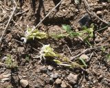 familia Brassicaceae. Сорваные цветущие растения. Турция, ил Ван, р-н Битлис, восточный склон горы Немрут, сырт Магара, горная степь. 21 мая 2025 г.
