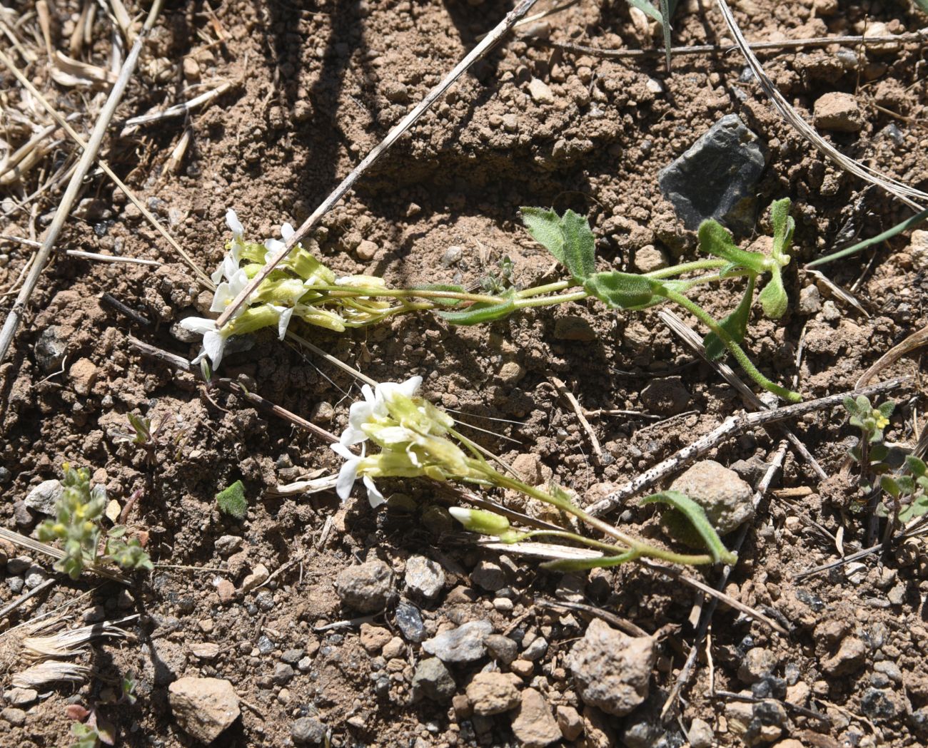 Image of Arabis caucasica specimen.