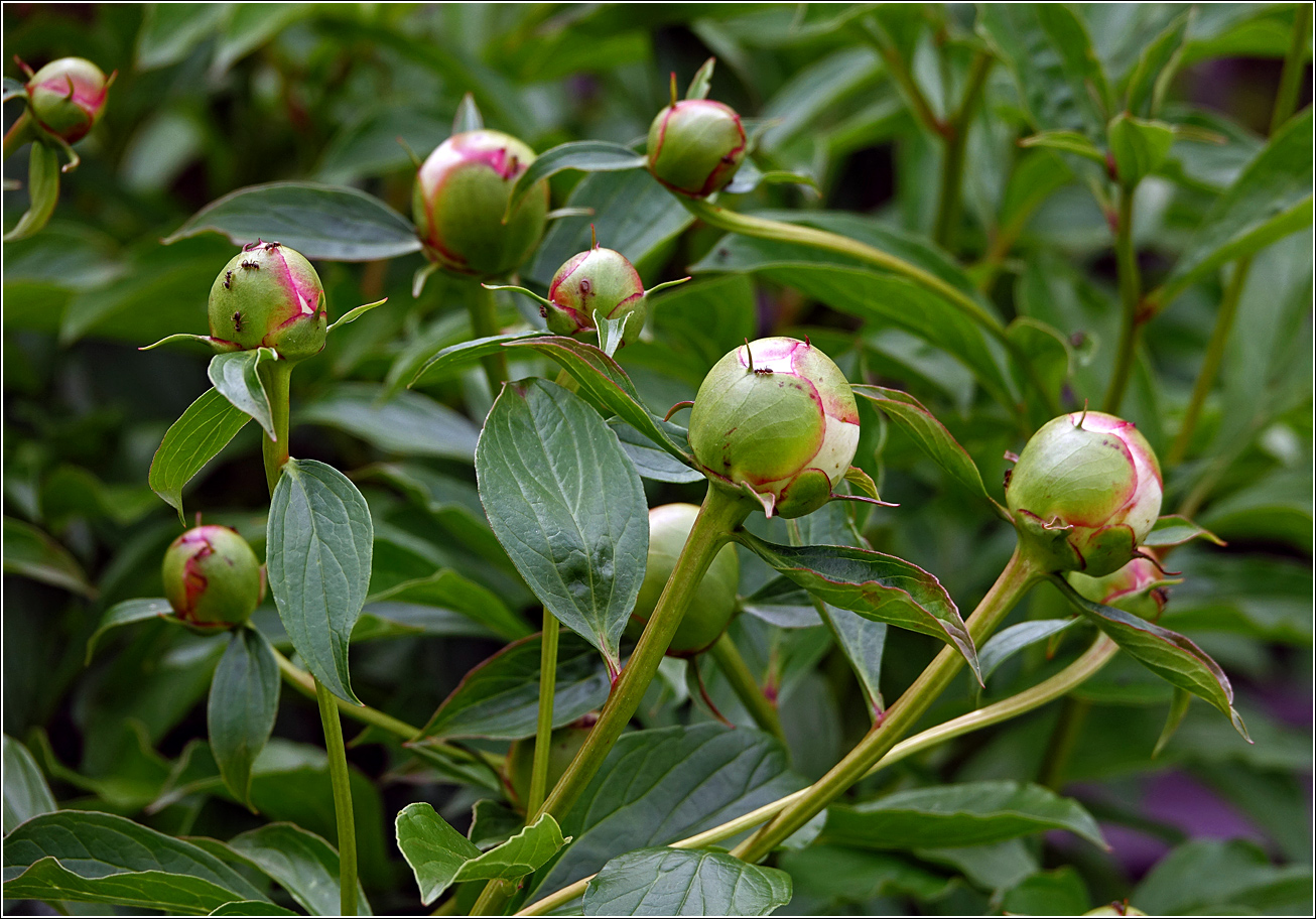 Изображение особи Paeonia lactiflora.