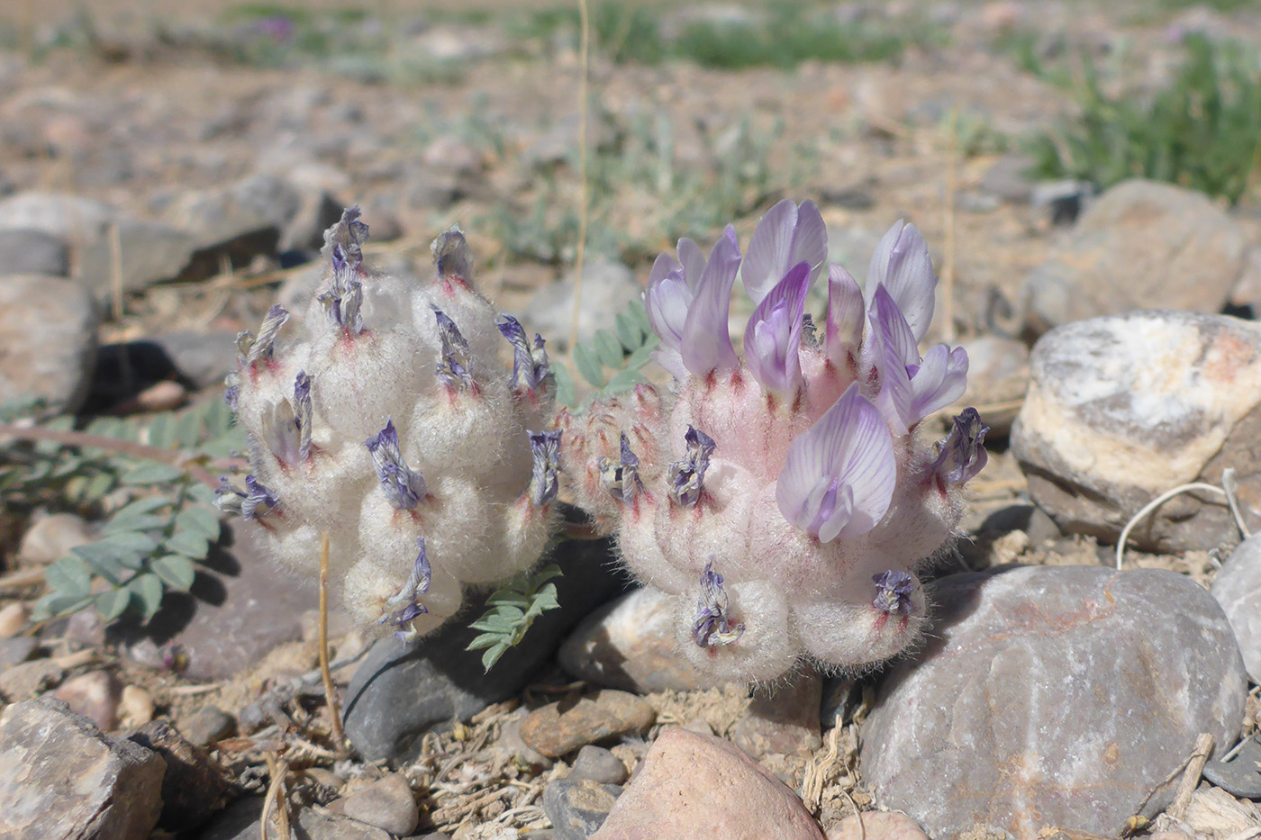 Image of Astragalus nivalis specimen.