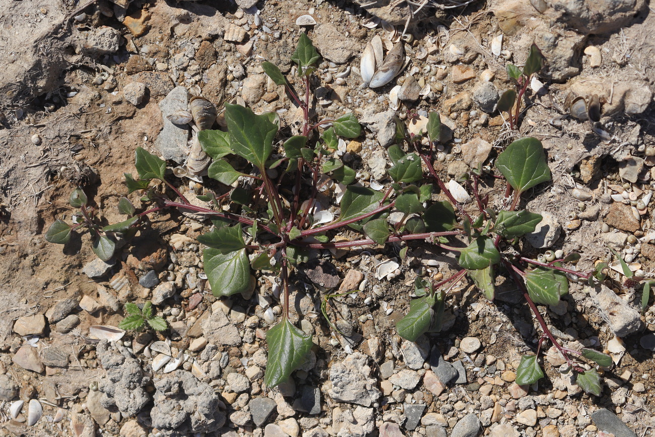 Image of Oxybasis chenopodioides specimen.