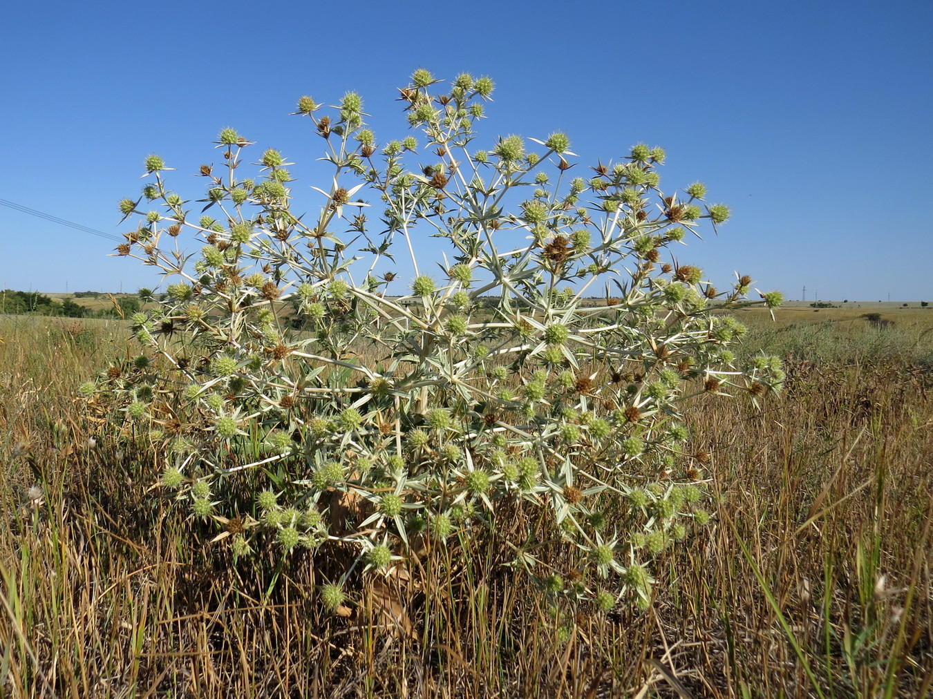 Image of Eryngium campestre specimen.
