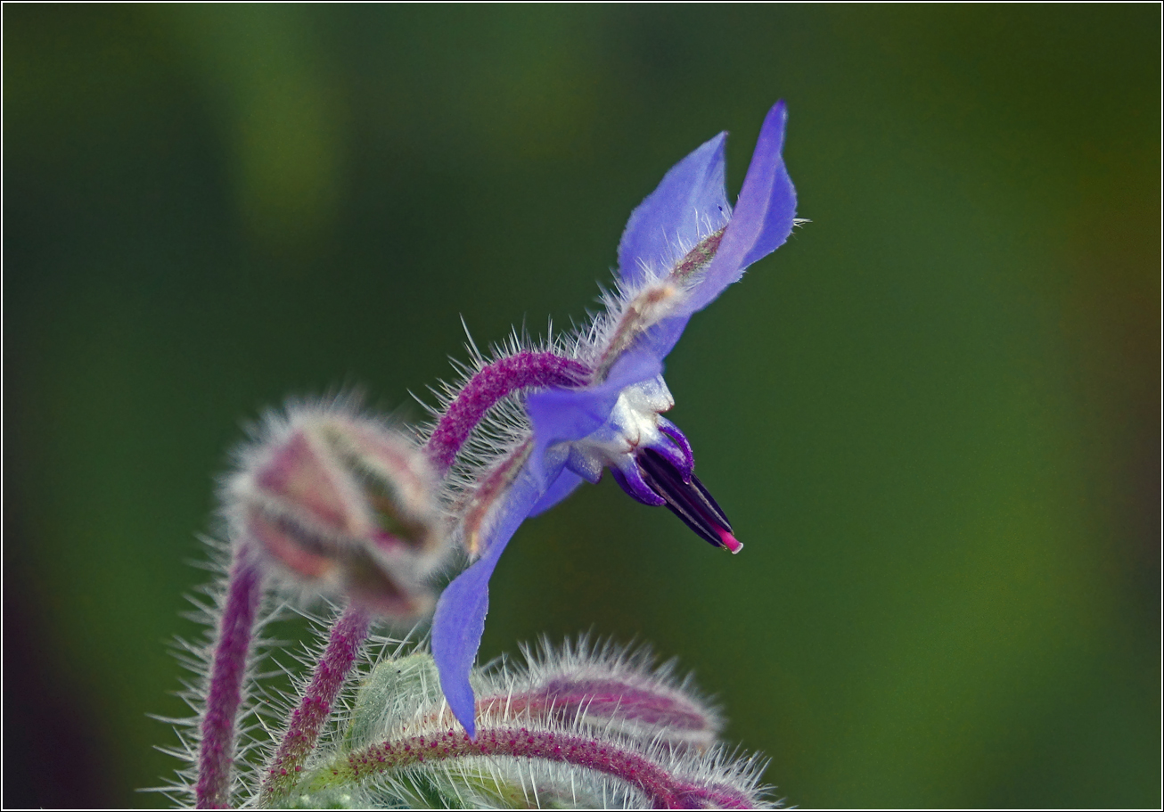 Изображение особи Borago officinalis.