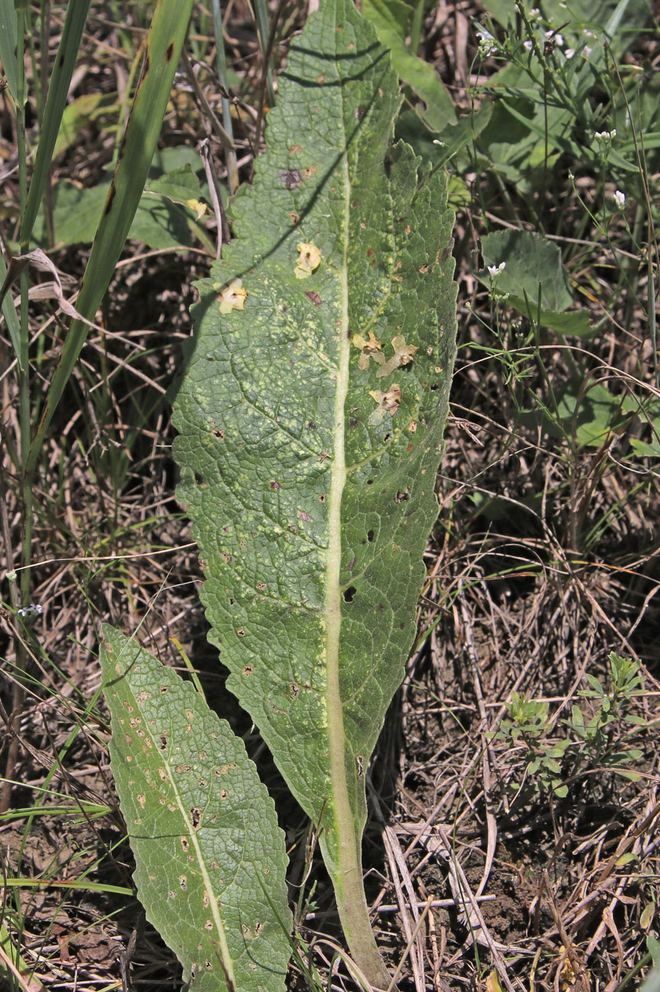Image of Verbascum lychnitis specimen.