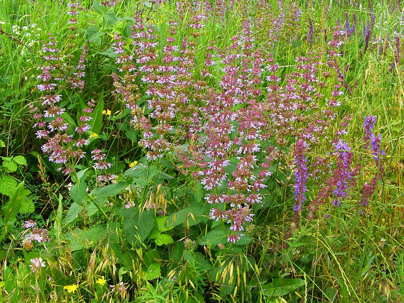 Изображение особи Salvia verticillata.