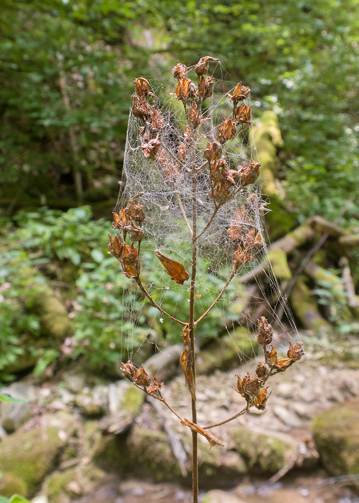 Изображение особи Hypericum hirsutum.