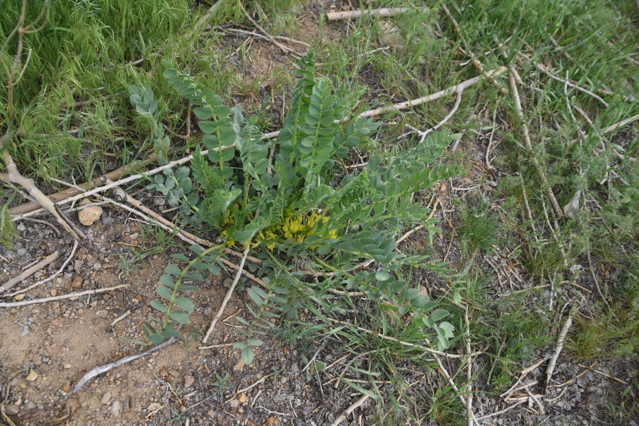 Изображение особи род Astragalus.