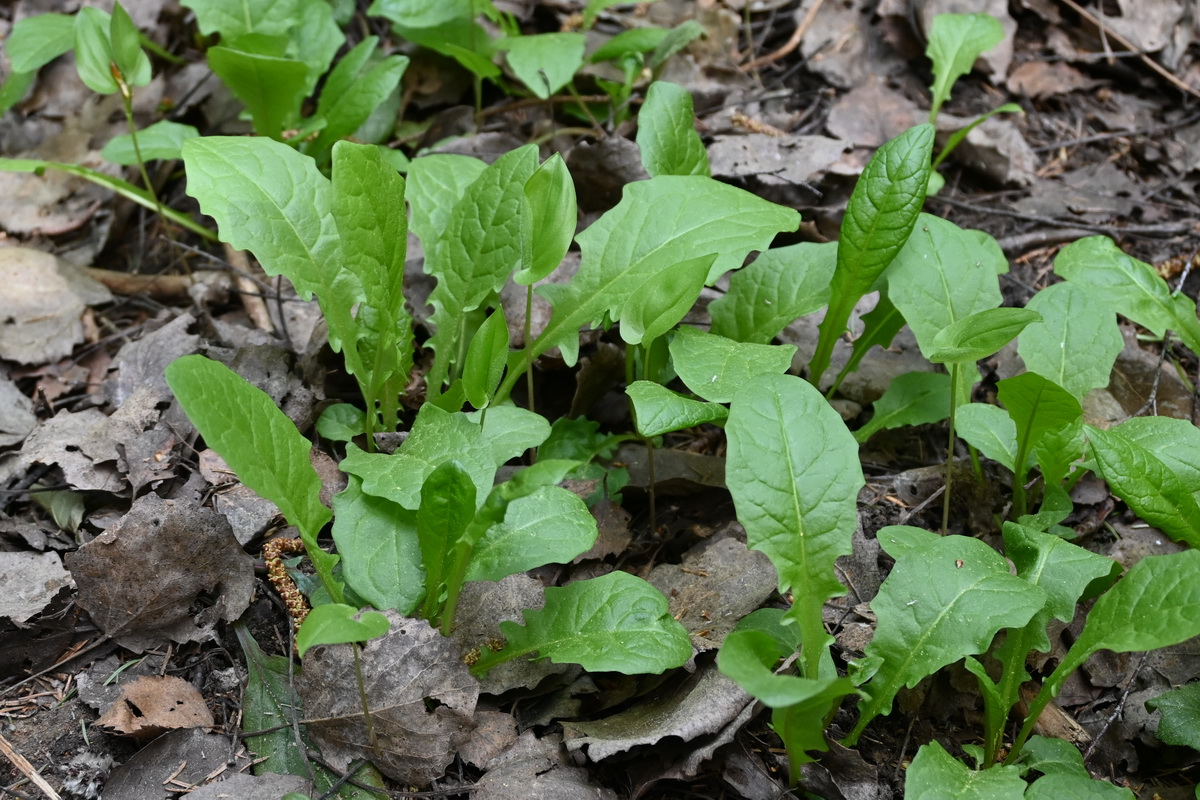 Image of genus Crepis specimen.
