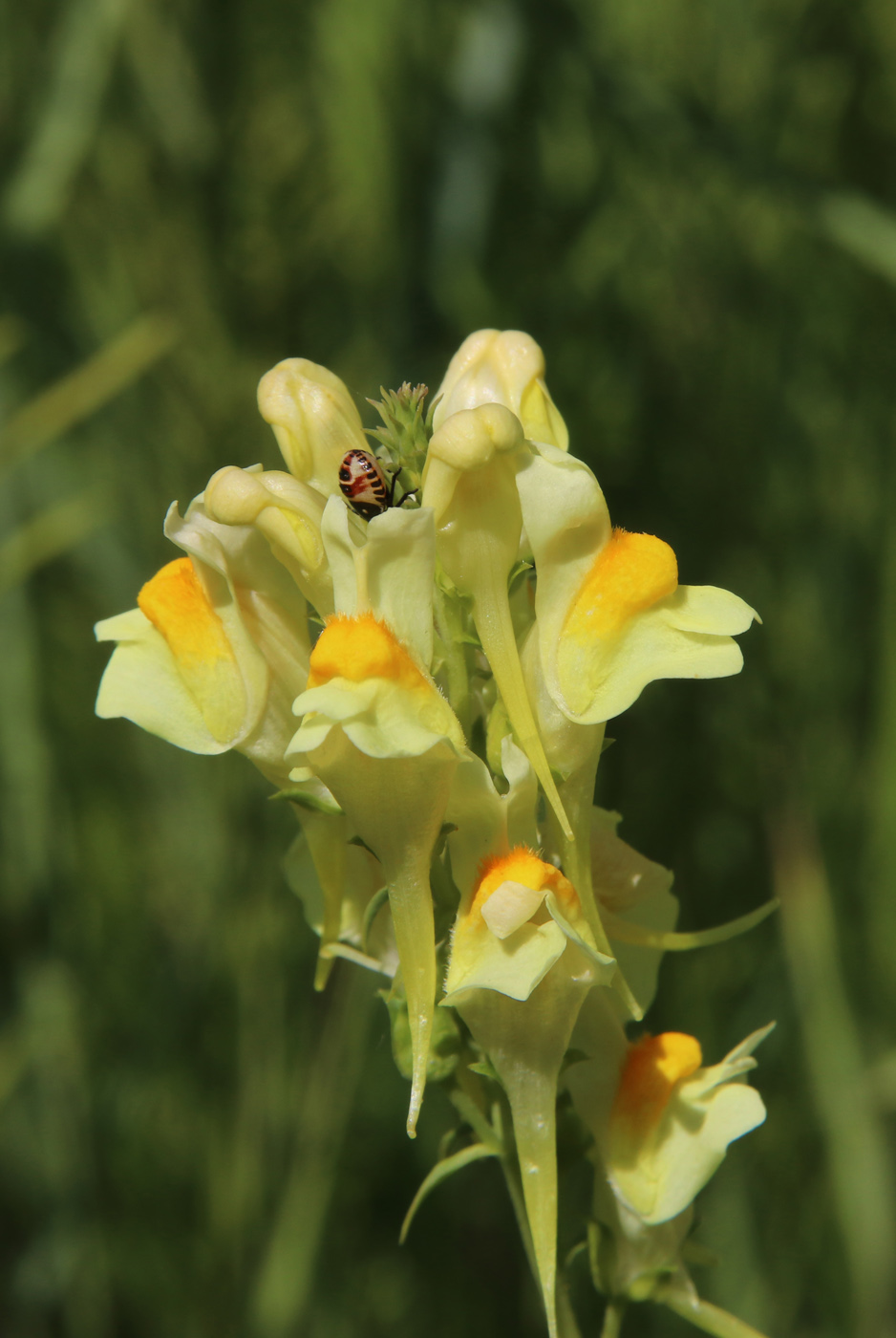 Image of Linaria vulgaris specimen.