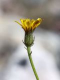 Picris nuristanica. Корзинка. Узбекистан, Ташкентская обл., Угам-Чаткальский национальный парк, Пскемский хр., низовье ур. Аккапчигай, ок. 2400 м н.у.м., каменистый берег ручья. 27.06.2025.