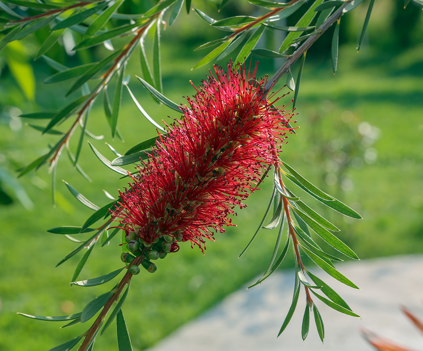 Изображение особи род Callistemon.