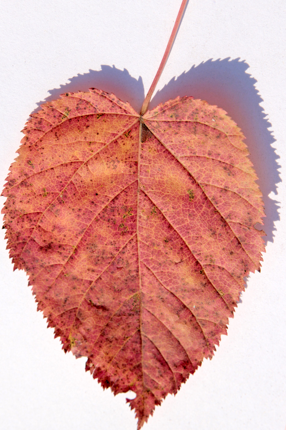 Изображение особи Acer tataricum.