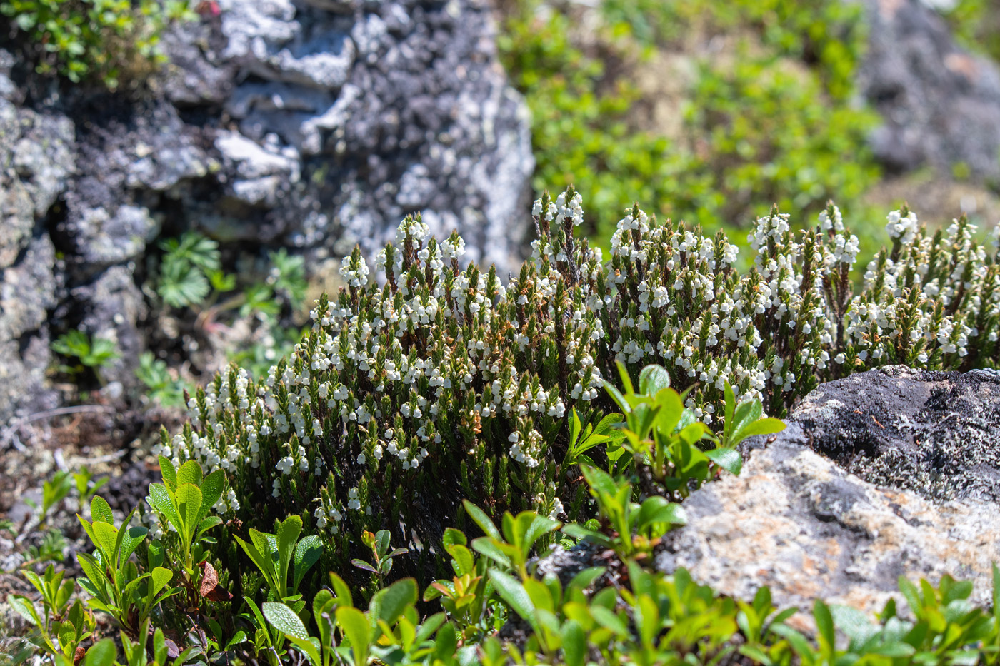 Изображение особи Cassiope ericoides.