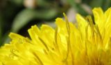 Taraxacum