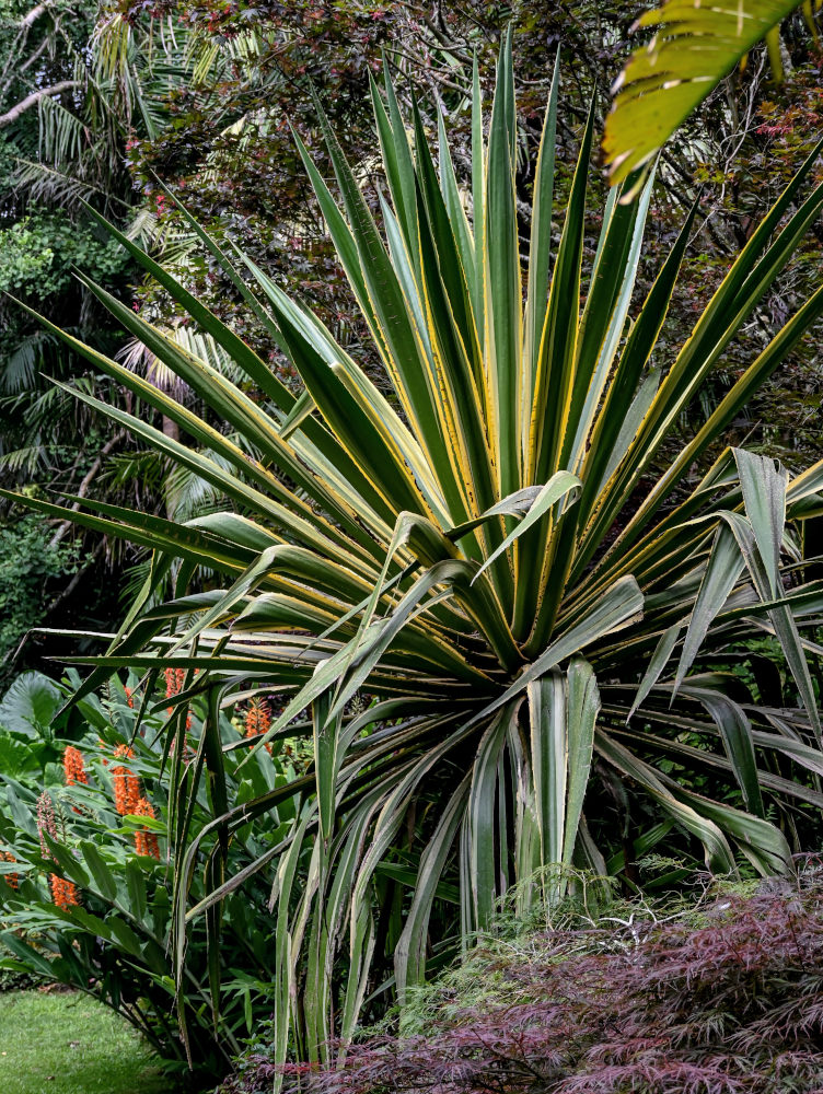 Изображение особи Agave americana var. marginata.