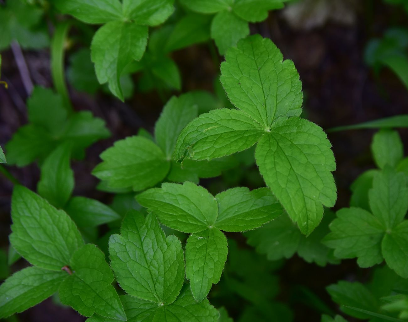 Изображение особи род Astrantia.