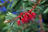 Callistemon citrinus