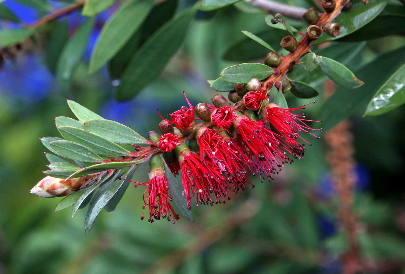Изображение особи Callistemon citrinus.