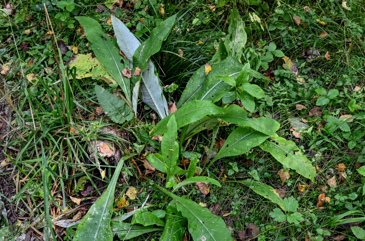 Изображение особи Cirsium heterophyllum.