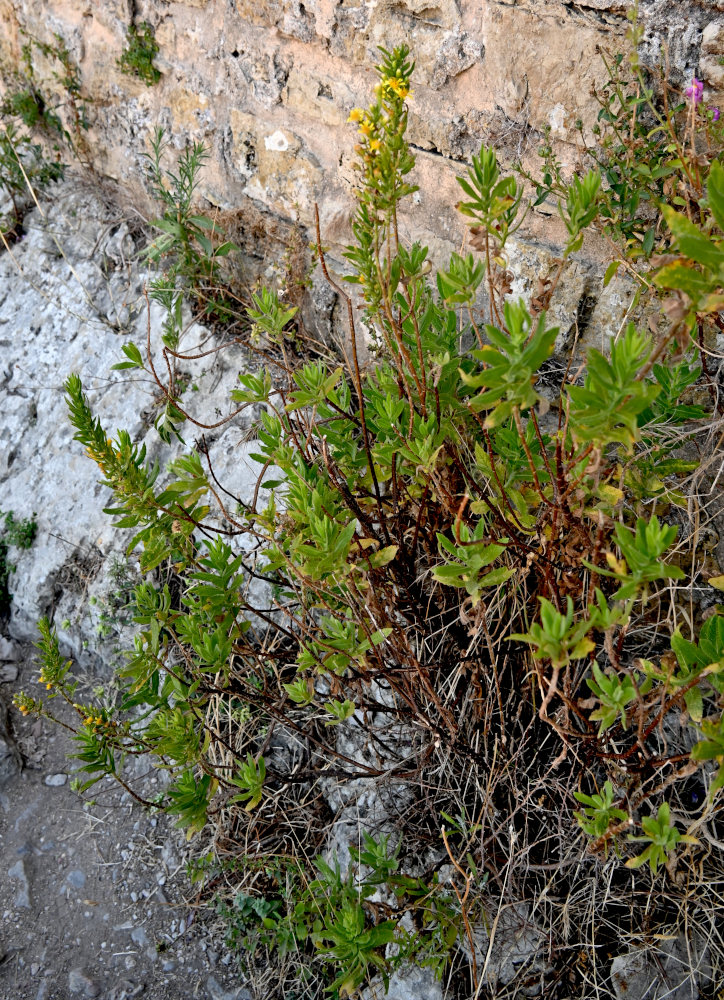 Image of Dittrichia viscosa specimen.