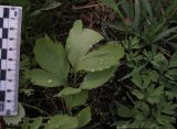 Corydalis lacrimuli-cuculi. Конечные доли сложного листа. Красноярский край, Ермаковский р-н, пос. Танзыбей, в зарослях ирги. 11.05.2026.