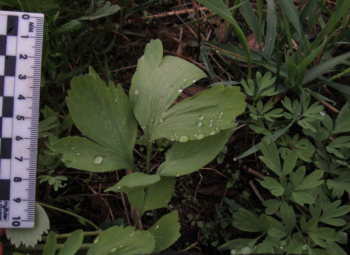 Image of Corydalis lacrimuli-cuculi specimen.