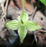 Atragene koreana