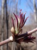 Sambucus sibirica. Часть ветви с молодыми побегами. Хабаровский край, г. Комсомольск-на-Амуре, пойма р. Силинка. 02.05.2026.
