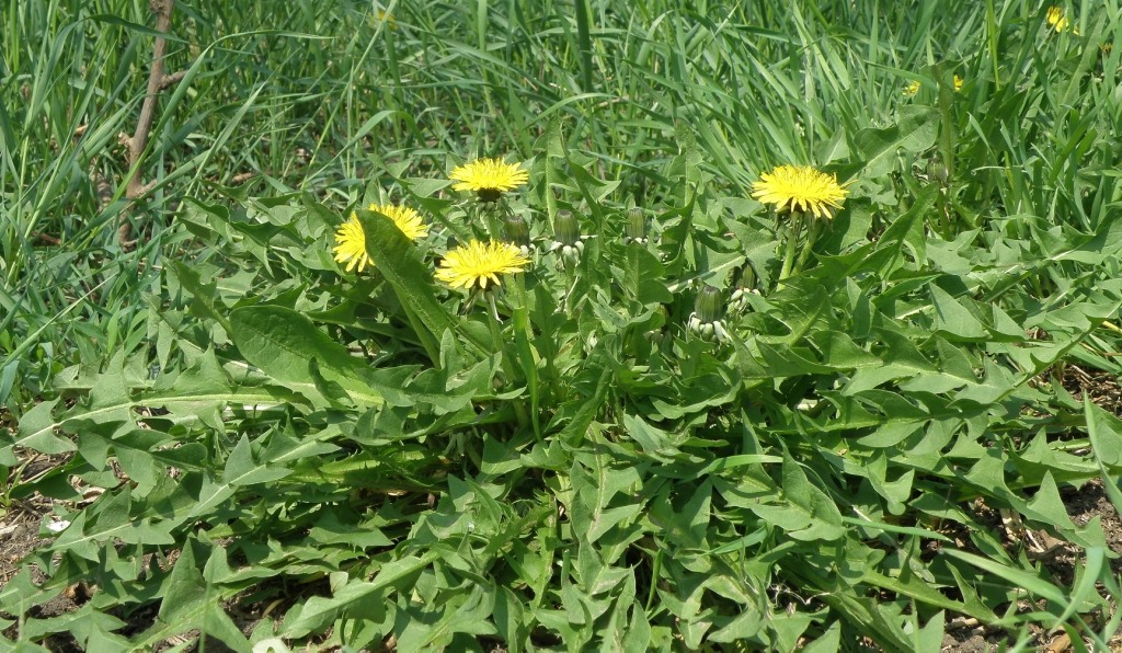 Image of Taraxacum kjellmanii specimen.