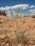 familia Poaceae. Колосящееся растение. Восточный Казахстан, Зайсанская котловина, ур. Кеин-Кериш, пестроцветы. 13 мая 2026 г.