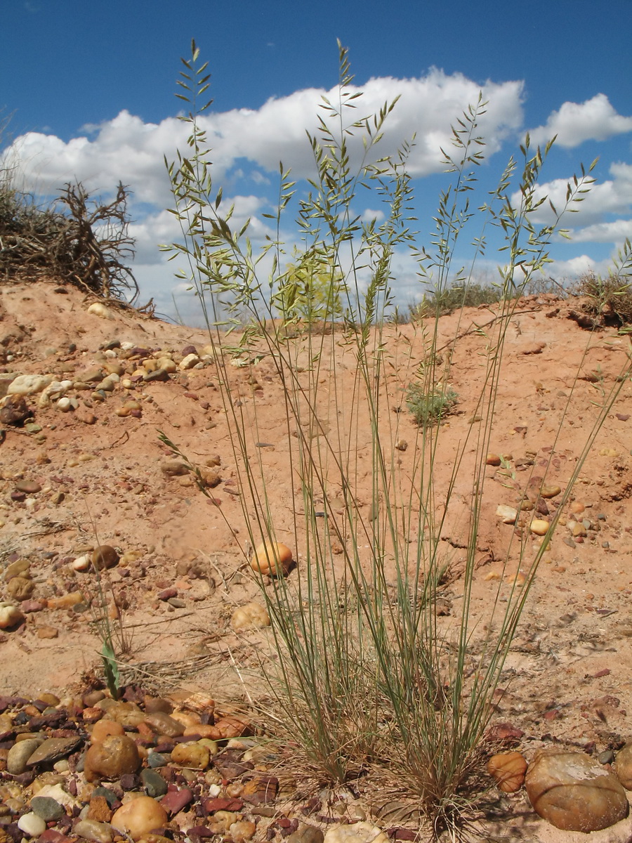 Image of familia Poaceae specimen.