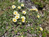 Dryas ajanensis. Цветущие растения. Хабаровский край, р-н имени Лазо, массив горы Ко, гора Столовая, выс. ≈ 1800 м н.у.м., горная тундра. 22.06.2026.