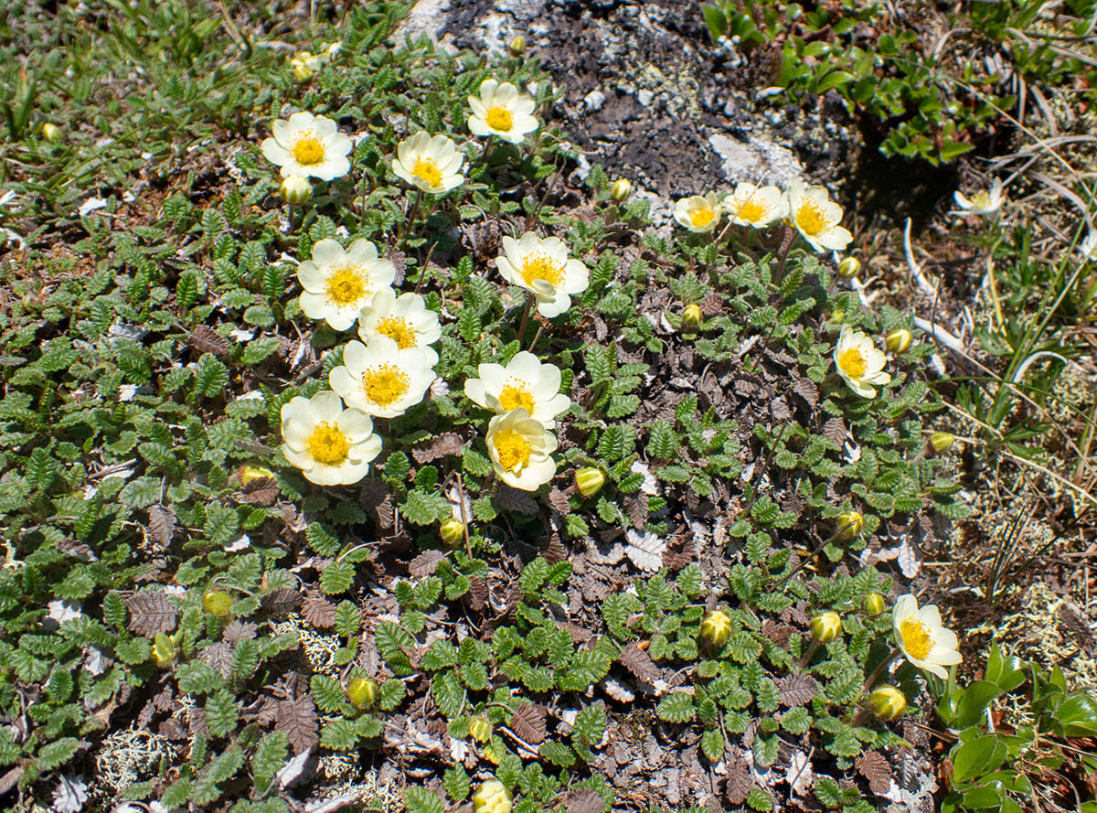 Image of Dryas ajanensis specimen.