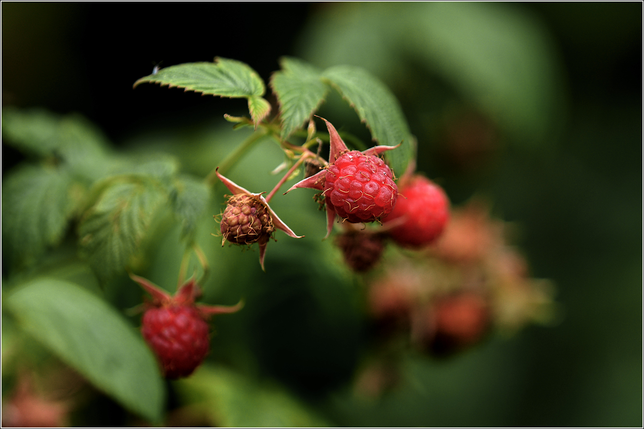 Изображение особи Rubus idaeus.